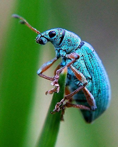 Small Turquoise Beetle Polydrusus Sericeus Michigan Cool Insects