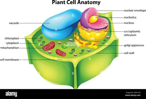 Plant Cell Anatomy Stock Vector Image And Art Alamy