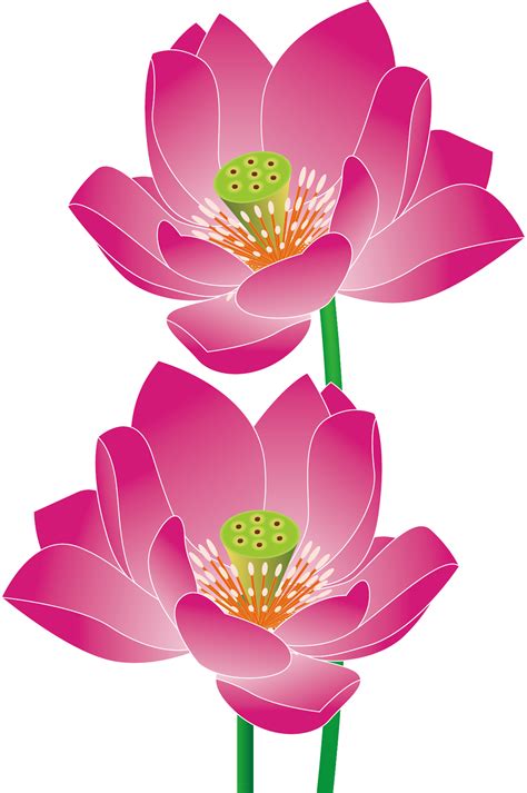 Flower Euclidean Vector Adobe Illustrator Cartoon Flowers Png Images