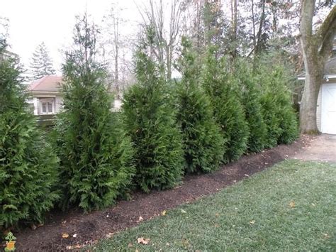 Thuja Green Giant Arborvitae Privacy Trees Fast Growing Privacy Trees