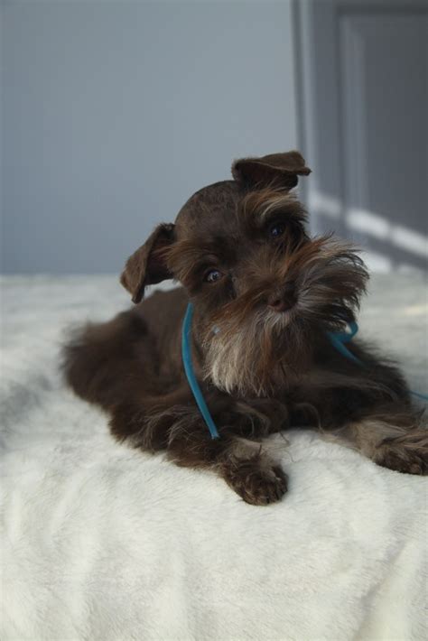 The leading real estate marketplace. Toy, Teacup and Miniature Schnauzer Puppies For Sale ...