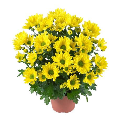 Chrysanthemum Indicum Breeze Yellow Pot Mum Garden Center Marketing