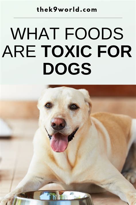 Maybe you would like to learn more about one of these? Worst Dog Food to Avoid | Dog food recipes, Healthy meats ...