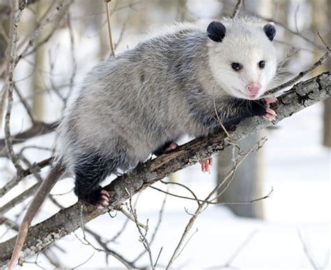 Virginia Opossum Facts Lifespan And Habitat