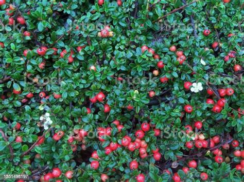 Cotoneaster Ground Cover Stock Photo Download Image Now Autumn