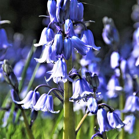 Lovely Clear Blue Spanish Bluebells Bulbs For Sale Blue Easy To