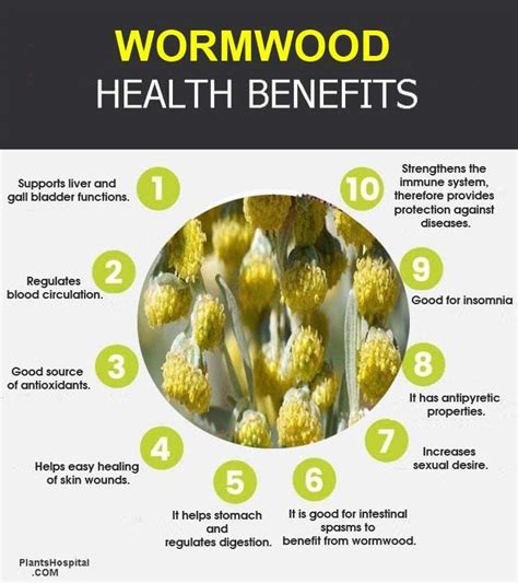 13 Amazing Health Benefits Of Wormwood Damages Uses Dosage