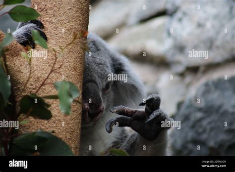 Tired Koala In A Tree Stock Photo Alamy