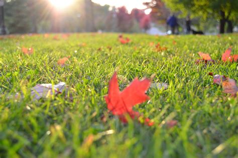 Fall Leaves Grass Lawn Landscape Autumn Naylor Landscape Management