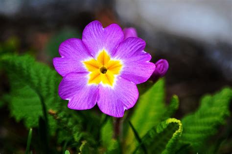 Purple Primrose By Eva Slusar On 500px February Birth Flowers Birth