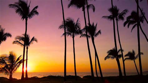 Perfect Hawaii Sunset Palm Trees Stockowy Materiał Wideo 100