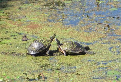 Maybe you would like to learn more about one of these? Brazos Bend State Park - Leor Pantilat's Adventures