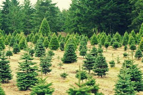 The Impact Of Natural Christmas Trees On The Environment
