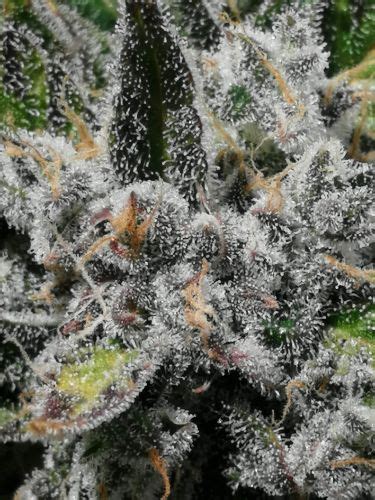 Double Kush Cake Feminized Strain Info Double Kush Cake Feminized