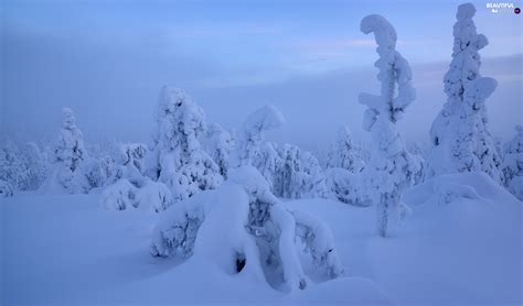 Trees Winter Lapland Finland Viewes Fog Beautiful Views