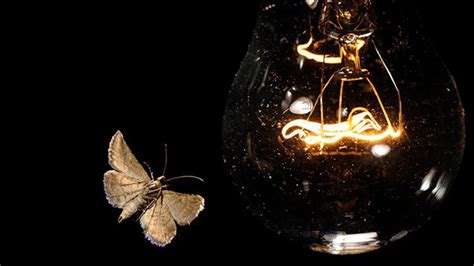 Почему насекомые летят на свет