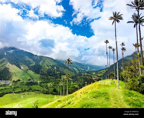 Beautiful Mountainous Scenery Of Valle Del Cocora In Salento Colombia