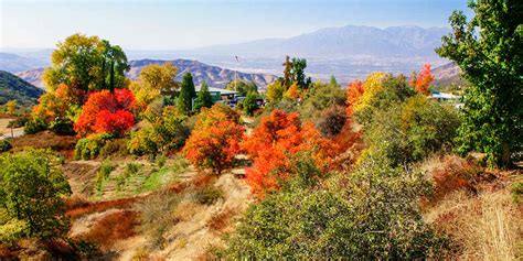 Autumn Leaves In California Visit California