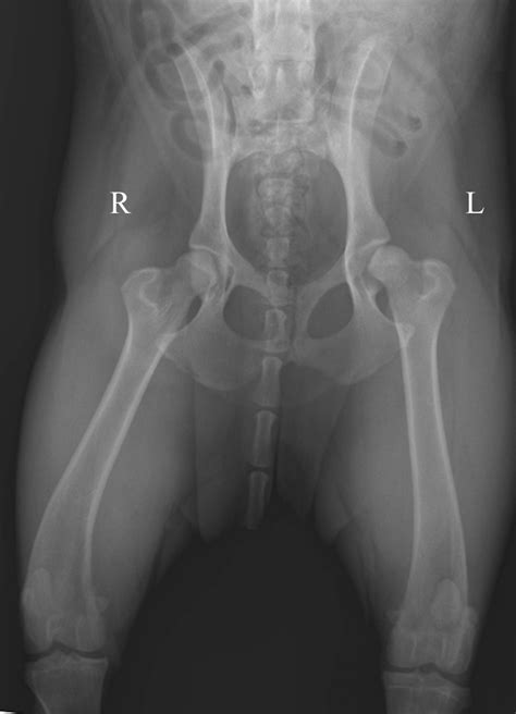 Functional anatomy of the male. Tips & Techniques for Pelvic Radiography | Clinician's Brief