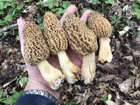 Morel Mushrooms At Indiana Mushrooms