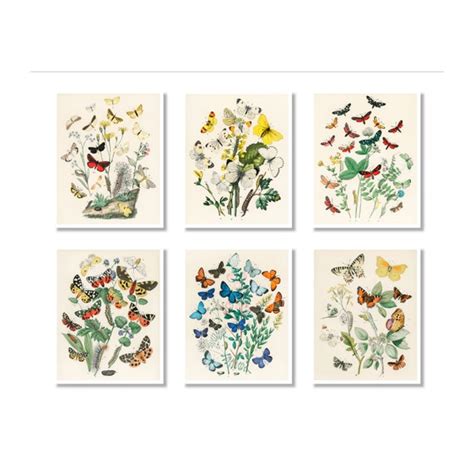 Butterfly Botanical Prints Set Of 6 8x10 Unframed Etsy
