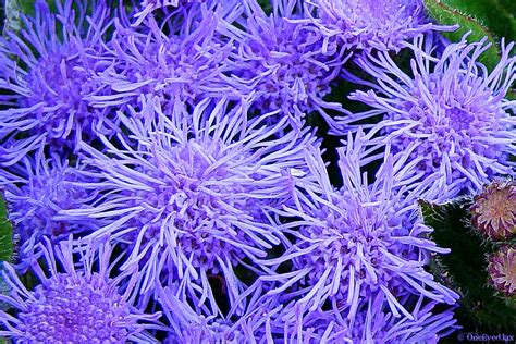 Purple Spiky Flowers I Dont Know The Name Of These