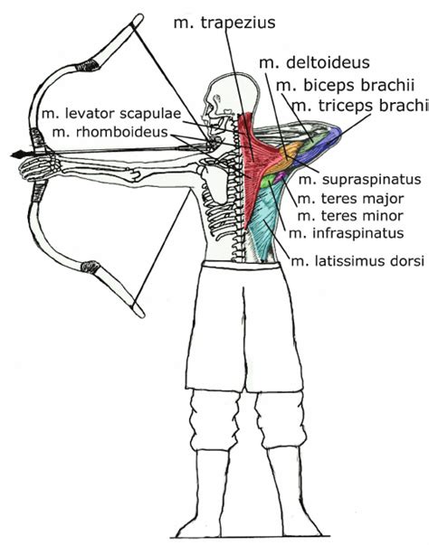 The Anatomy Of Archery Archery From The Viewpoint Of The Usually