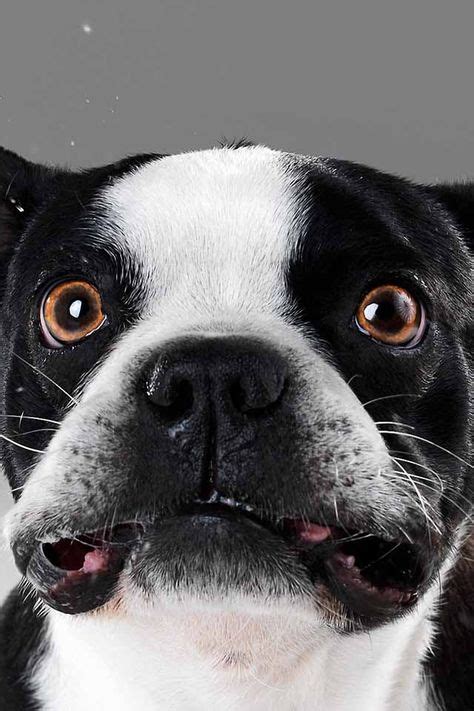 Uh Oh There Mad Lustige Hundegesichter Lustige Tierfotos Boston Terrier