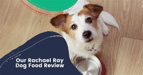 Our Rachael Ray Dog Food Review I Love Veterinary