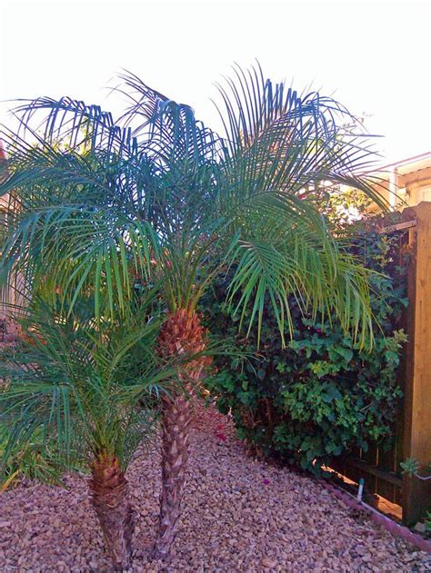 Planting Pygmy Date Palm Garden Plants | A garden goodies | Palm garden, Garden, Garden plants