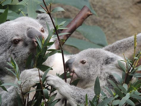 Koala And Baby Eating Edinburgh Zoo During Our Honeymoo Flickr