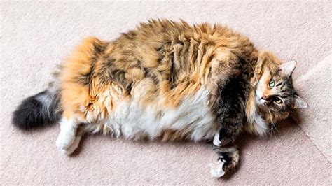 Cómo Evitar La Obesidad En Gatos Cantidad Ración