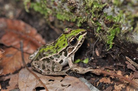 Dark Spotted Frog Amphibian Rescue And Conservation Project