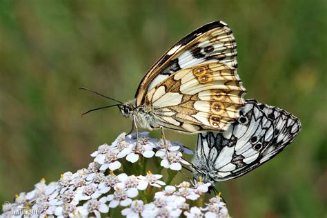 Marbled White Photos Marbled White Images Nature Wildlife Pictures