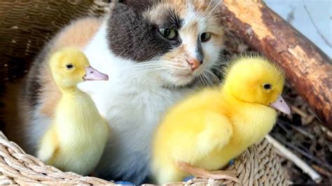 Mom Cat Thinks How To Take Care Of Adopted Ducklings As Her Kittens