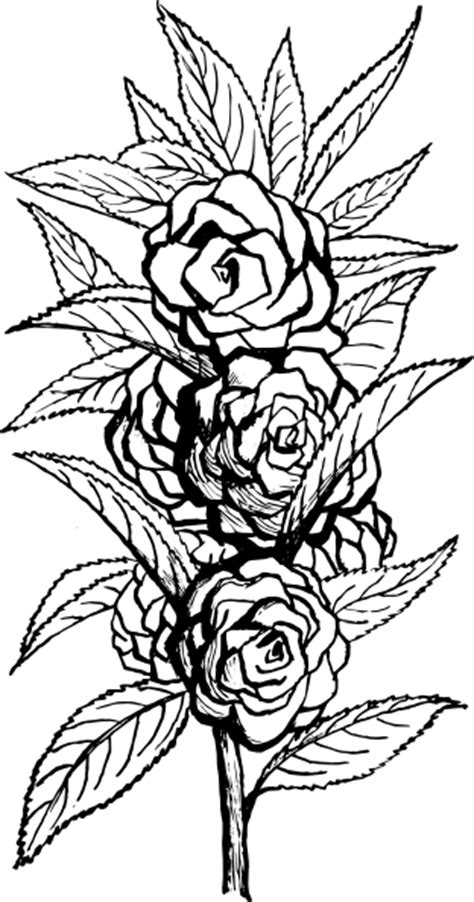 Black And White Floral Clip Art At Vector Clip