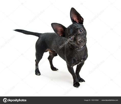 79 Small Black Chihuahua Cute Dogs L2sanpiero