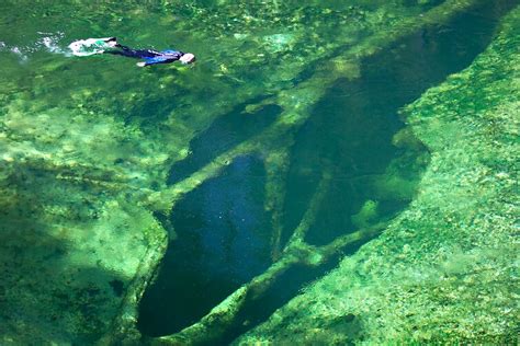 Blue spring state park is a state park located west of orange city, florida, in the united states. Free Diving Volusia Blue Spring Daytona Beach Florida USA