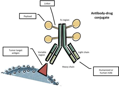 Schematic Diagram Of The Structure Of An Antibody‐drug Conjugate