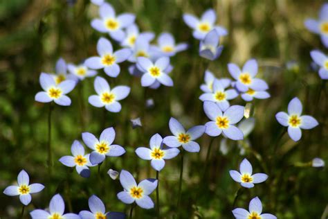 Docaitta Lifestyle Wildflowers Nothing Common About Common Bluets