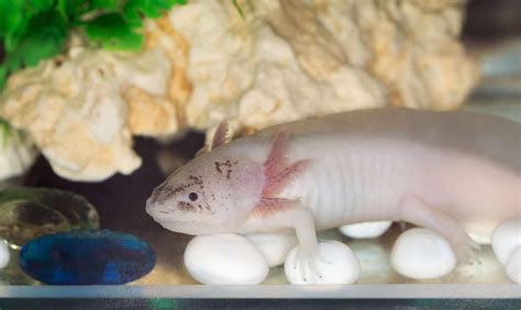 Axolotl Care Sheet Tank Set Up Diet Breeding More 50 Off