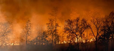 Forest Fire Disaster Is Burning Caused By Humans Stock Photo Image Of