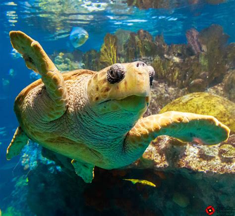 Sea Turtle At New England Aquarium Peter Ciro Flickr