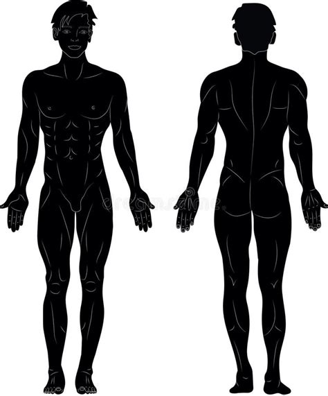 Human Body Male Body Front And Back Stock Vector Illustration Of
