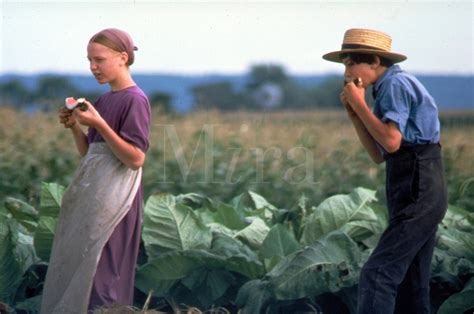 An Amish Boy And Girl Take A Break From Harvesting Tobacco In The Field