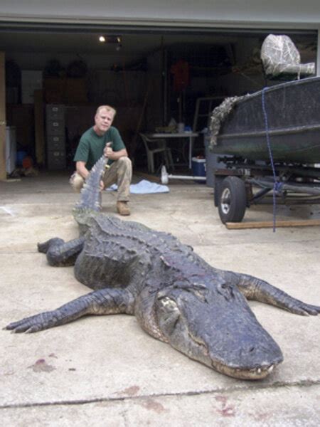 Hunter Catches Monster 14 Foot Alligator In Fla Lake