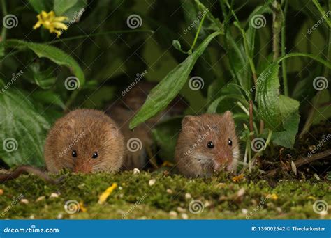 Harvest Mice In Natural Habitat Stock Photo Image Of Copy Background