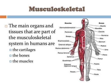 Ppt Musculoskeletal Disorder Powerpoint Presentation Free Download