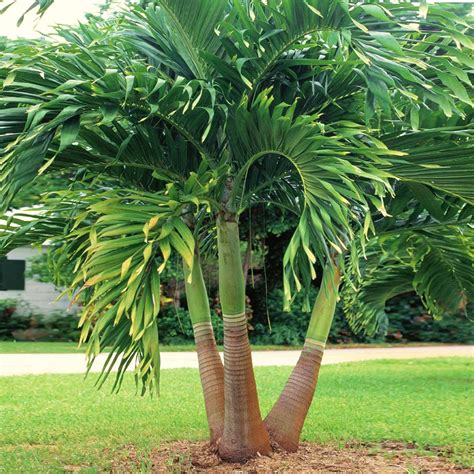 Check spelling or type a new query. Christmas Palm Trees for Sale- FastGrowingTrees.com