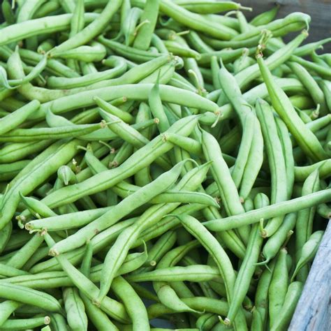 Organic Seed Provider Bush Bean Click Fork